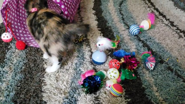 6 MIBOTE+Assorted+Interactive+Feather+Crinkle