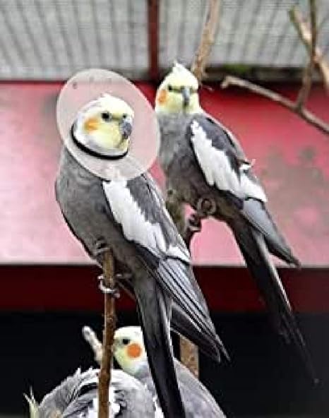 bird elizabethan collar