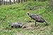 MONTANA DECOY Purr-fect Pair