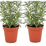 Live Rosemary Plant - Set of 2 Hardy Rosemary Arp Plants Grown Organic Non-GMO USA Great Container Herbs Shipped Potted