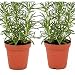 Live Rosemary Plant - Set of 2 Hardy Rosemary Arp Plants Grown Organic Non-GMO USA Great Container Herbs Shipped Potted