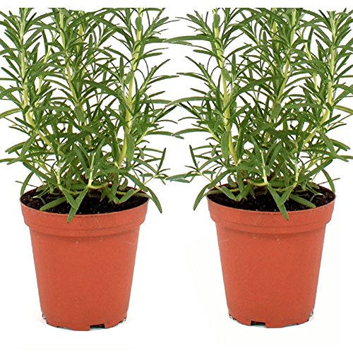Live Rosemary Plant - Set of 2 Hardy Rosemary Arp Plants Grown Organic Non-GMO USA Great Container Herbs Shipped Potted Live Rosemary Plant - Set of 2 Hardy Rosemary Arp Plants Grown Organic Non-GMO USA Great Container Herbs Shipped Potted