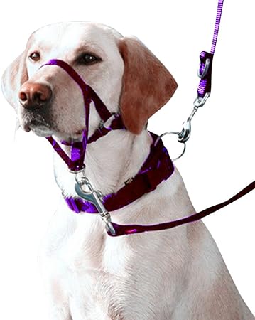 dog headcollar