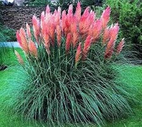 Автошампунь grass pink
