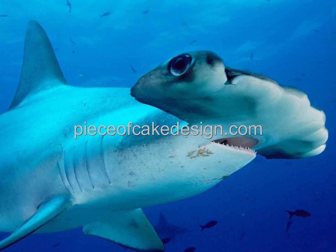 1/4 Sheet ~ Hammerhead Shark Birthday ~ Edible Cake/Cupcake Topper!!!