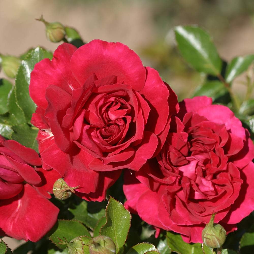 Amazon Com Own Root One Gallon Courageous English Legend Rose By Heirloom Roses Garden Outdoor