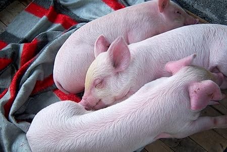 Amazon Co Jp A3 ポスター 豚三匹の夢 壁紙ウォールステッカーポスター A3 4x297mm Generic