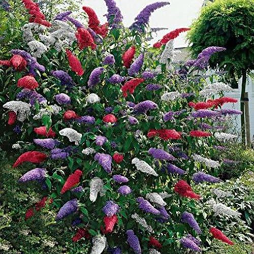Tangbasi 20Pcs Colorful Butterfly Bush Seeds Buddleia Flower Seeds Garden Yard Planting