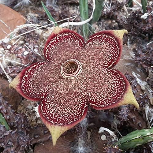 Edithcolea Grandis Persian Carpet Flower Succulentextremely 30 Rare Seeds