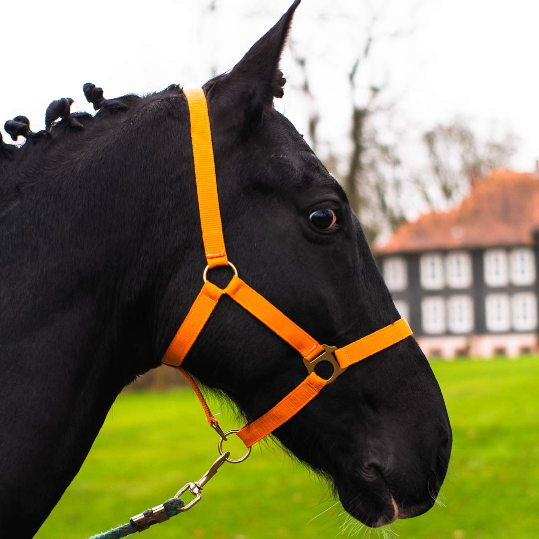 Halter for Horses Warmblood, Thoroughbred, Cold Blood - Stable Halter, Pasture Halter, 2 Adjustable Positions on Chin Strap and Headpiece, Safe & Tear-Resistant (Orange, Pony)