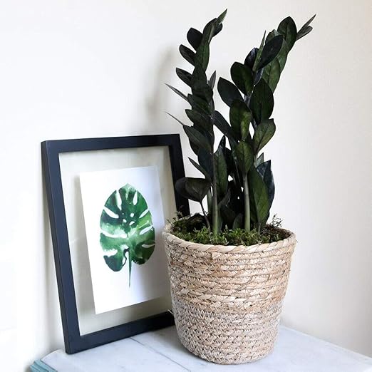 Zamioculcas Evergreen House Plant Indoor Fern Raven 1 X 14cm By Thompson And Morgan Amazon Co Uk Garden Outdoors
