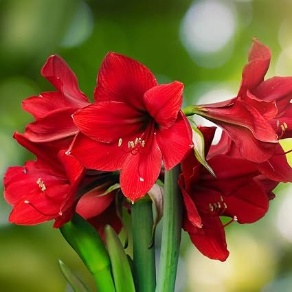 Amazon アマリリスの球根 春に開花するためには 花のように美しく若々しく生きている植物 赤 4球根 花