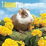 Guinea Pigs 2016 Wall Calendar