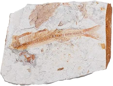 Amazon Co Jp 白亜紀実魚の化石は中国の装飾lycoptera Davidiプレート標本ジュラシック 室内装飾品 ホーム キッチン