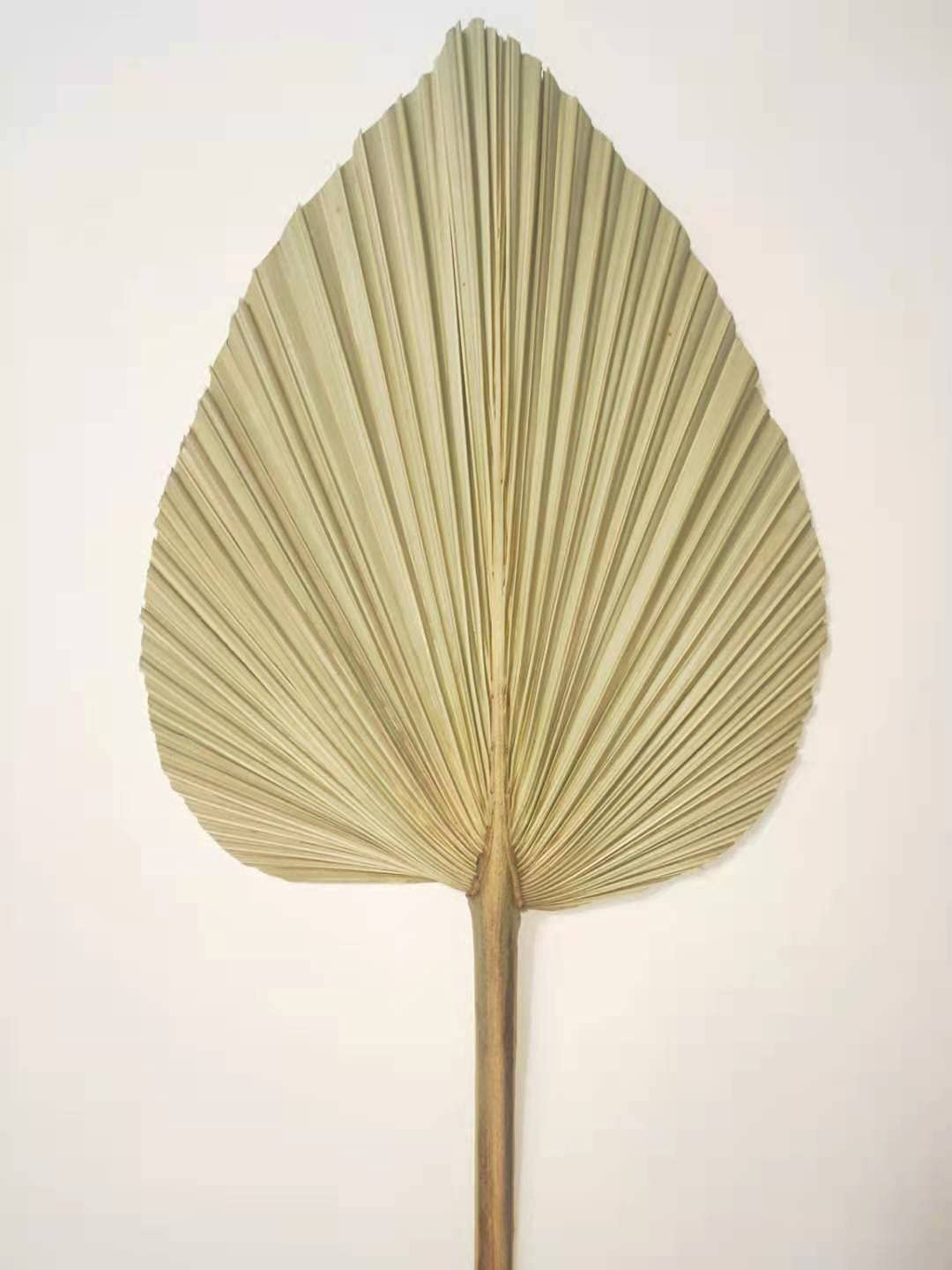 DongArts Dried Palm Leaves Natural Palm Leaves Fan Wall Decor Wedding Decor (4)