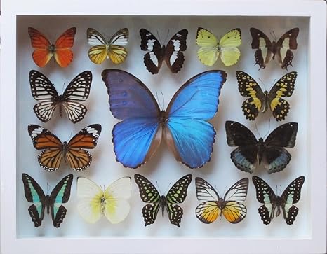 Real Butterfly Frame Buy Frame Wooden Frame Real Butterfly Frame Product On Alibaba Com