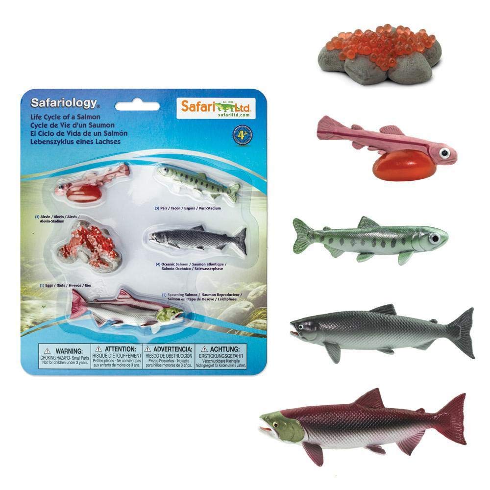 Life Cycle of a Salmon