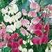 0.5g (Approx. 9) Perennial Sweet Pea Seeds Bot.: "Lathyrus Latifolius" Very Decorative and Extremely Fragrant 'Fresh Seeds - Best Before 12.2017!>