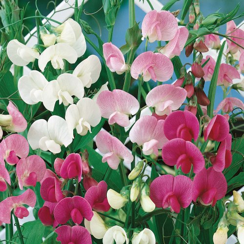 0.5g (Approx. 9) Perennial Sweet Pea Seeds Bot.: 