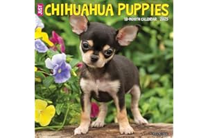 Just Chihuahua Puppies 2025 12" x 12" Wall Calendar