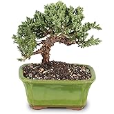 Brussel's Bonsai - Small Juniper Live Bonsai Tree, Potted Outdoor Plant | 3 Years Old, 4" - 6" Tall, Decorative Potted Plant, Ready to Display, Outdoor Plant for Patio, Garden or Entryway