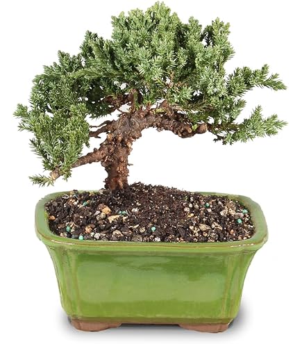 indoor haning succulent plants buy near cincinnati ohio Succulent Hanging Basket 3-pack: Trailing Succulents - Easy Plant Care -  (3.5