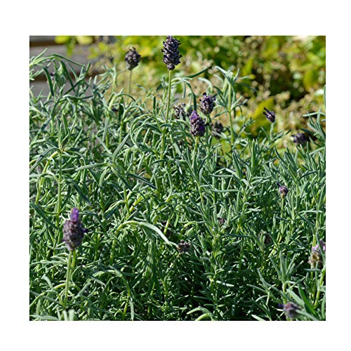 Lavandula stoechas 'Papillon' 13cm Pot Size