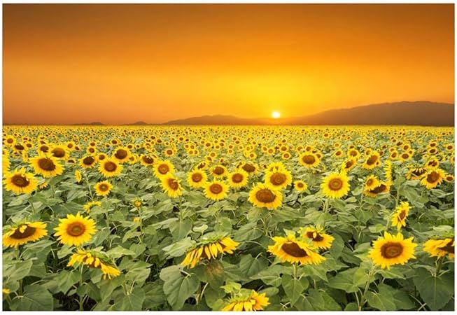Amazon 10 X 8フィート 鮮やかな咲き乱れるひまわり畑 青空背景 ビニール 夏 自然 風景 背景 子供 大人 ポートレート 結婚式 シュート 風景 壁紙 イベント アクティビティ バックペーパー 背景布 通販