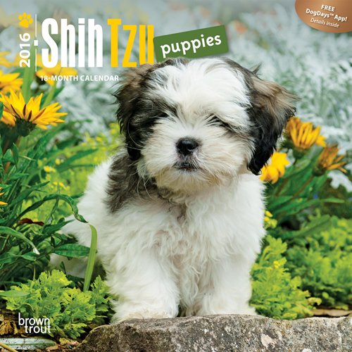 Shih Tzu Puppies 2016 Mini 7x7 Multilingual Edition Buy Online