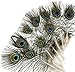 KAYSO Peacock Mini Tails Feathers, 25 Piece
