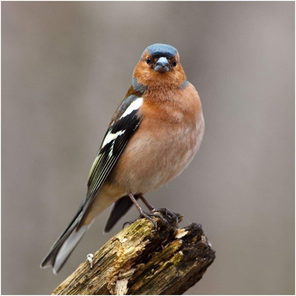 Chaffinch Bird Greeting Card with sound