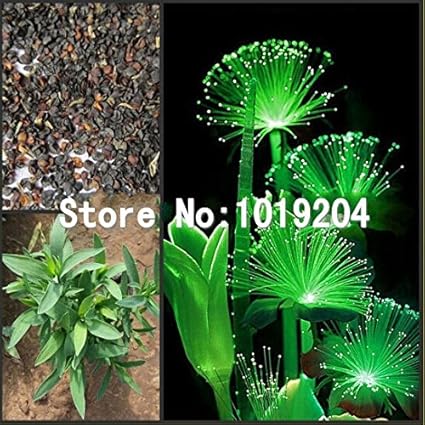 Seltene Bonsai, 100 PC Smaragd fluoreszierende Blumensamen, Nachtlicht emittierenden Pflanzen