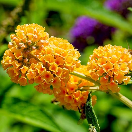 Buddleia Weyeriana Sungold in 2L Pot Buddleja Butterfly Bush, Yellow