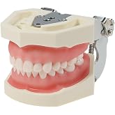 Anseven Typodont Teeth Model Kilgore NISSIN 200 Type Detachable Removable 28pcs Screw-in Teeth Model with Screwdriver Suitable Teaching Dental Students M8011-D (M8011D-1)
