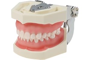 Anseven Typodont Teeth Model Kilgore NISSIN 200 Type Detachable Removable 28pcs Screw-in Teeth Model with Screwdriver Suitabl