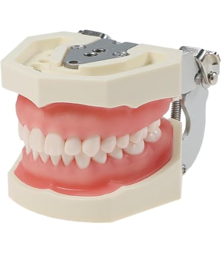 Amazon.com: Dental Typodont Model Kilgore Nissin 200 Type