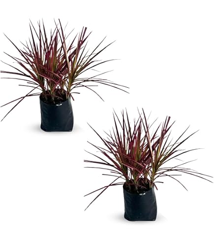 Amazon.com : Dracaena Lemon Surprise - 4'' from California Tropicals :  Patio, Lawn & Garden