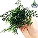 Bolbitis Difformis Baby Leaf Fern Potted Live Aquarium Plants for Freshwater Fish Tank by Greenpro