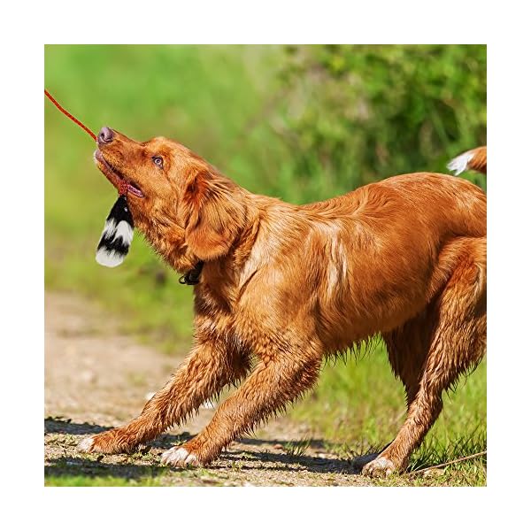 Outward Hound Tail Teaser Dog Flirt Pole Toy Standard Pet Supply