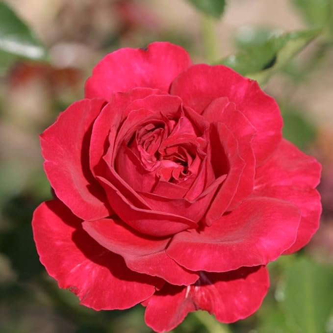 Amazon Com Own Root One Gallon Courageous English Legend Rose By Heirloom Roses Garden Outdoor