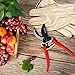 JERXUNY Hand Pruning Shear - Bypass Garden Shears, Shrub & Hedge Clippers, Tree Trimmer - Safety Lock, Sharp SK5 Steel Edge, Antiskid Handle Red