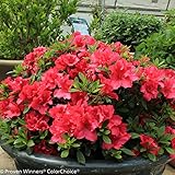 Red Bloom-A-Thon® Everblooming Azalea - Ever Blooming - Proven Winners - 4