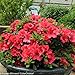 Red Bloom-A-Thon® Everblooming Azalea - Ever Blooming - Proven Winners - 4
