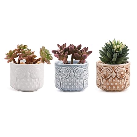 T4U 7CM Keramik Sukkulenten Töpfe Kaktus Pflanze Töpfe Mini Blumentöpfe mit Eule Muster 3 Farben 3 Stücke Set