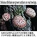 Japanese Dried Shiitake KOSHIN, 42-75mm, 70g