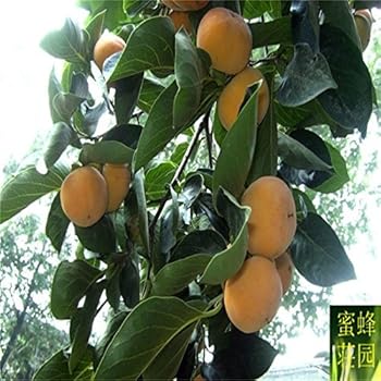 Fruit Monkey Tree : Strychnos Madagascariensis Wikipedia - Monkey fruit hanuman limonia acidissima baobab tree banana food langur tropical.