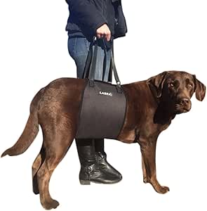 labra dog brace