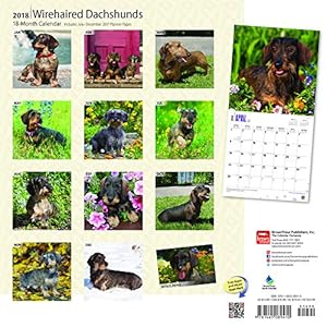 Wirehaired Dachshunds 2018 12 x 12 Inch Monthly Square Wall Calendar, Animals Dog Breeds (Multilingual Edition)
