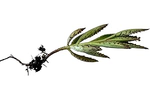 1 Mother of Thousands Kalanchoe Daigremontiana Alligator Plant