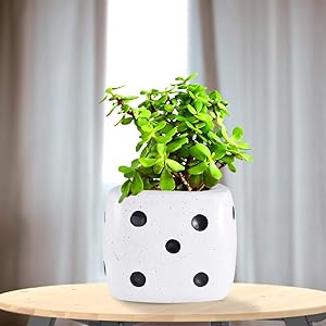 Giftffairs Good Luck Air Purifying Live Jade Plant in White Dice Ceramic Pot